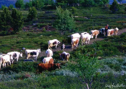 Reindøl 2004